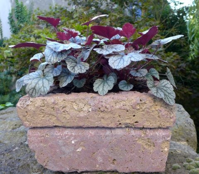 Trog_mit_Heuchera_fars_2014.jpg