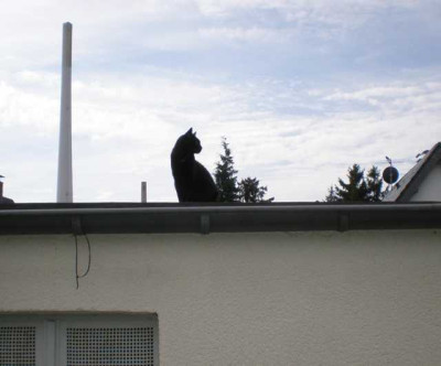 Wachkatze__em.jpg