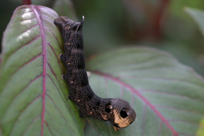 Raupe1210c.jpg