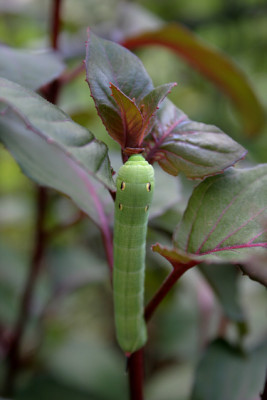 Raupe0410c.jpg