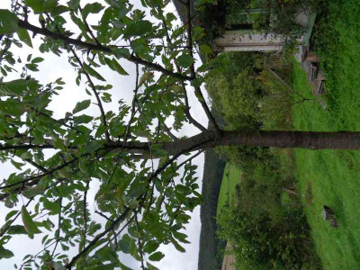 tmp_29720-SDC13944-1335096943.jpg