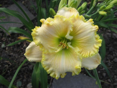 Green_Mystique_60031.JPG