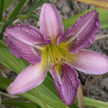 GT02-KL27.20_Grauge__2001.jpg