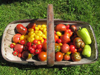 Tomatenschwemme_140809.jpg