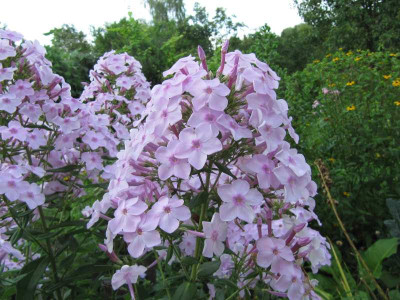 Phlox_Errotendes_Madchen_140808.jpg