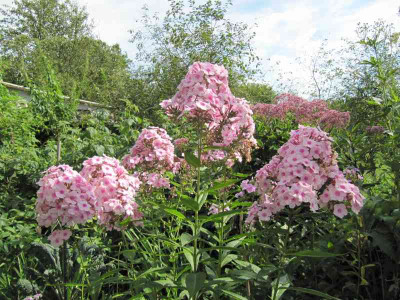 Phlox_nichtEuropa_140809.jpg