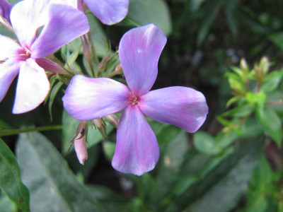 Phlox_amplifolia_Great_Smoky_Mountains_140808.jpg