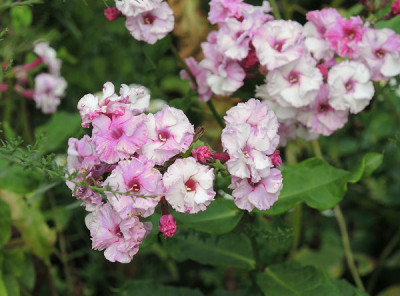 Phlox_Bruck.jpg