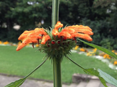 Leonotis_leonurus_08-2014_900x900_80KB.jpg