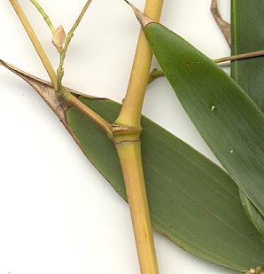 aureosulcata_aureocaulis.jpg