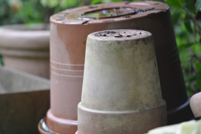 DSC_4888Pur.jpg