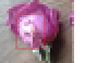 Rosenbluten2.png