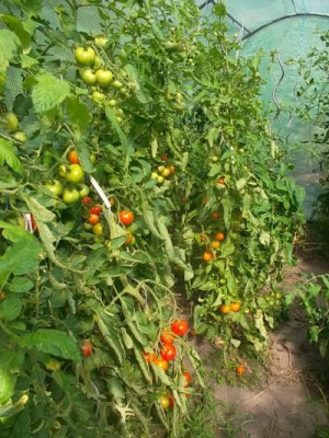 Tomatendickicht.jpg