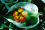 Dobeli-1c.gif