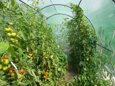 Tomatendickicht2.jpg