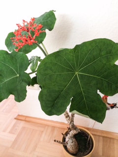 Foto-2.JPG