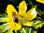 20130306-WinterlingBiene2-1000635-kl1.jpg