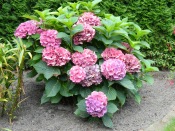 Hortensie1.jpg