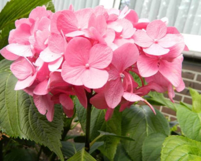 Hortensie3.jpg