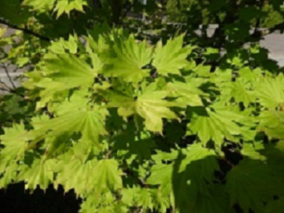Baum-1.jpg