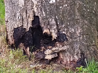 Baum123456.jpg