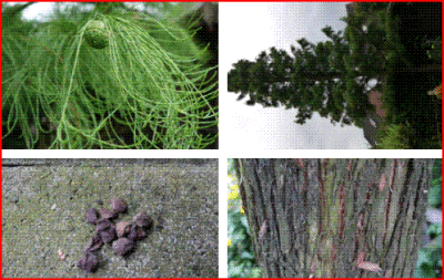 Baum4.GIF