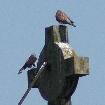 falkenliebe_4171_040412.jpg
