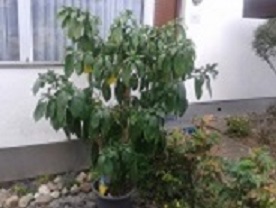 20140812_121434.jpg