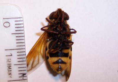 Lexia_0051.jpg