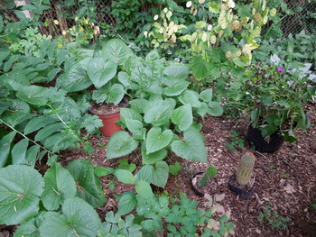 DSCN4059.JPG