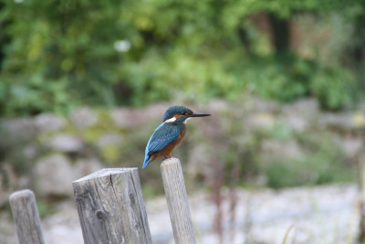 Eisvogel_0114.jpg