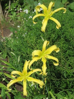 Saltarello_1366.jpg