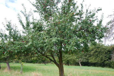 papageienpflaume_baum_klein.JPG