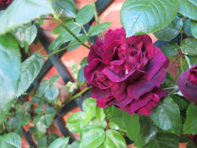 IMG_4308web.jpg