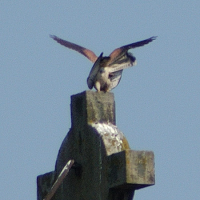 falkenliebe_4172_040412.jpg