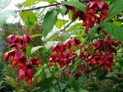 Euonymus_planipes.jpg