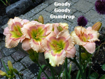 BB-Goody.JPG