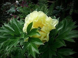 Gartenfruhling_24.05.2014_005.jpg