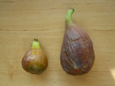 Bornholm_vs_Longue_d_Aout.JPG