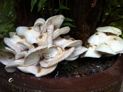 Lepiota_1.jpg