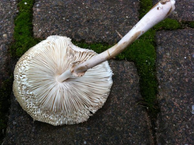 Lepiota_2_.jpg