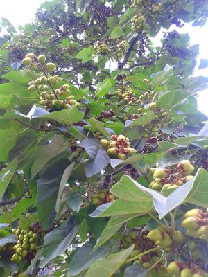 Baum1.jpg