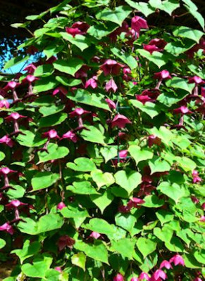 Image2__Rhodochiton.jpg