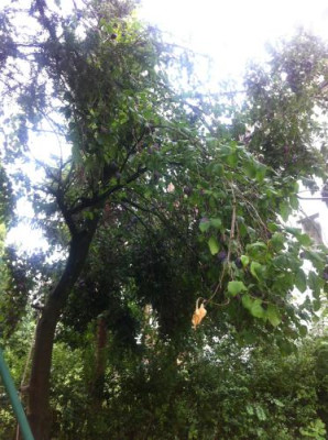 Zwetschgenbaum3.jpg