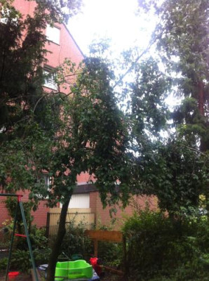 Zwetschgenbaum4.jpg