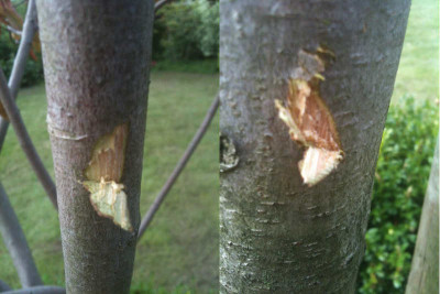 Baum2_bemue.JPG