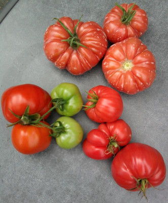 _neue_Tomaten.jpg