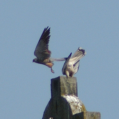 falkenliebe_4174_040412.jpg
