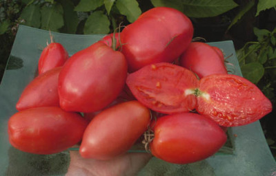 336_vv_Vaters_Himbeerrote_Tomate_Bild.jpg