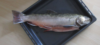 Riesensaibling.jpg